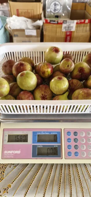 Everyday Fresh Figs, real photo