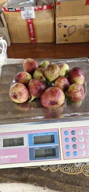 Everyday Fresh Figs, real photo