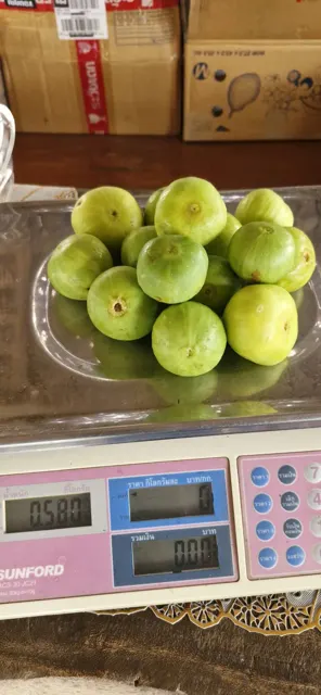 Everyday Fresh Figs, real photo