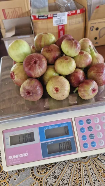 Everyday Fresh Figs, real photo