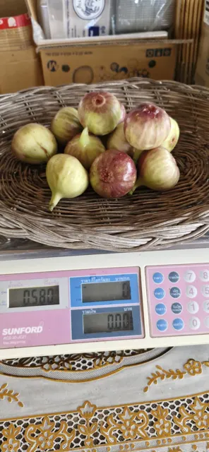 Everyday Fresh Figs, real photo