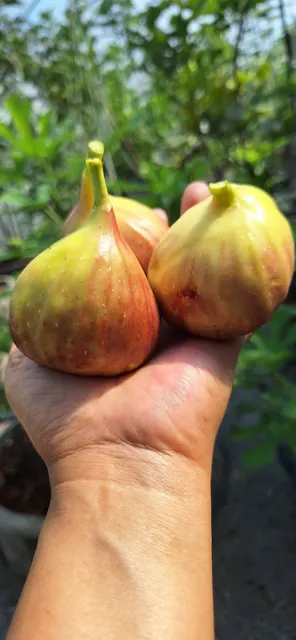 Everyday Fresh Figs, real photo