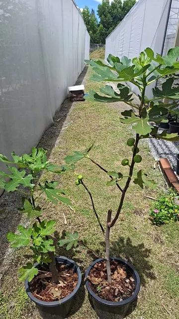 Everyday Fresh Figs, real photo