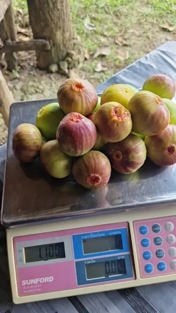 Everyday Fresh Figs, real photo