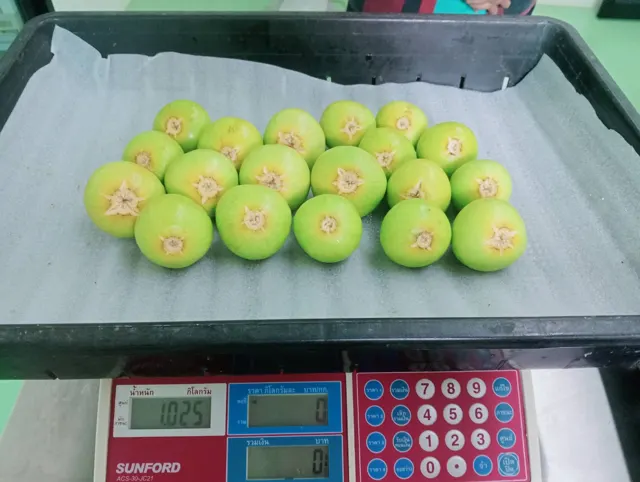 Everyday Fresh Figs, real photo