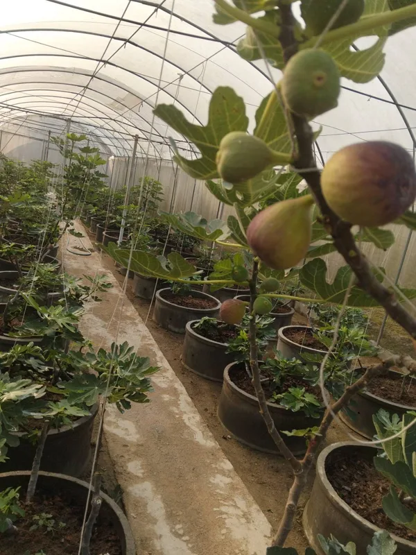 Inside our fig greenhouse