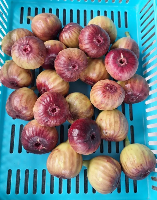 A basket of ripe red figs