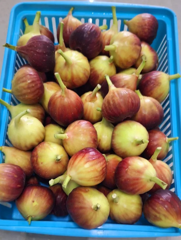 Fresh-picked, straight from the tree