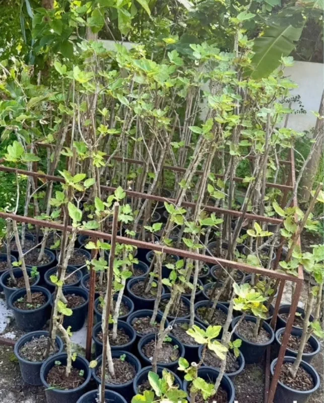 Young fig trees, ready to collect