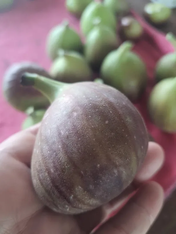 A fig with its natural soft bloom