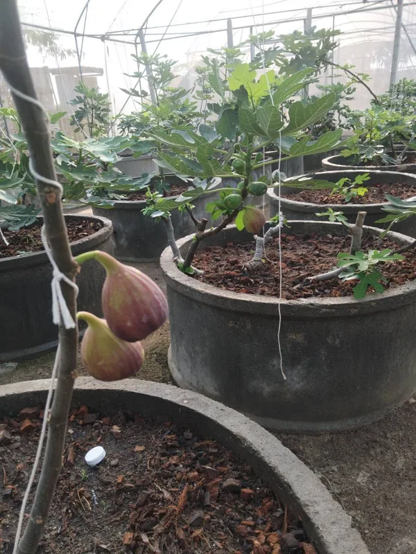 Our fig trees in the greenhouse