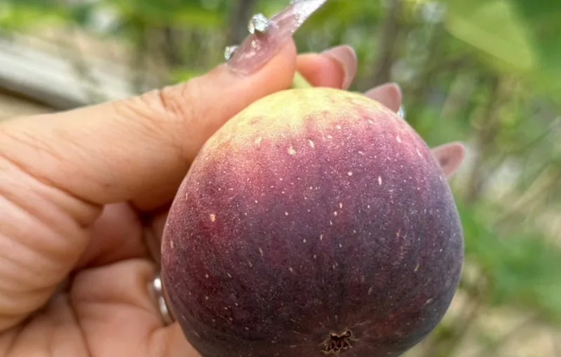 Ripening on the tree