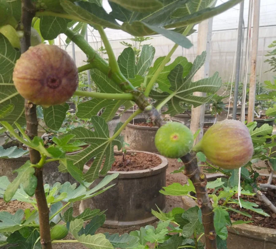 Ripening figs on a tree in our greenhouse