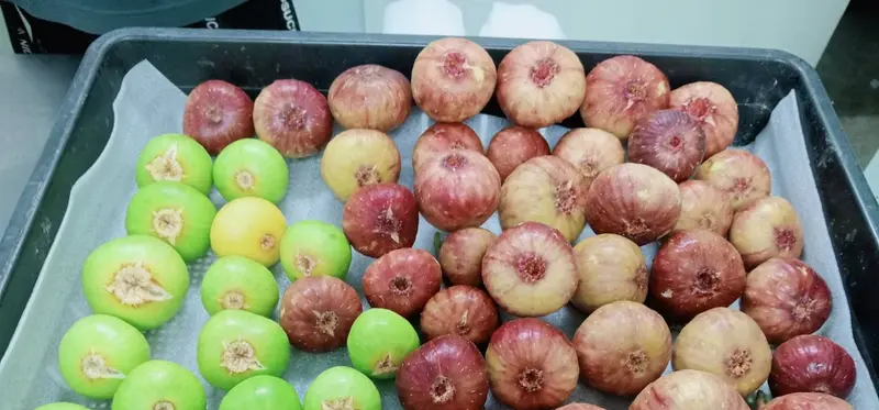 Red and green figs, sorted by colour