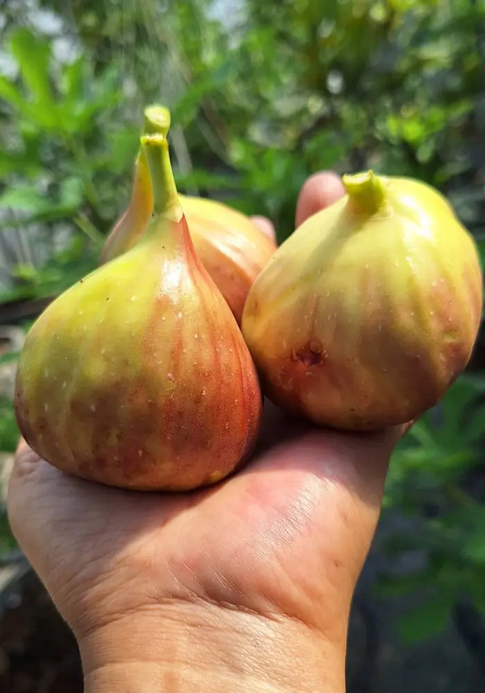 Freshly picked in the orchard