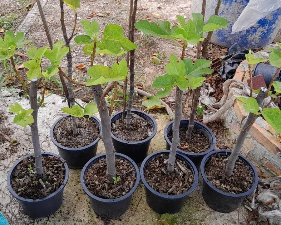 Young fig saplings in pots